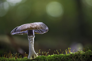mushroom