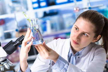 technician in the laboratory of plant genetics investigates the sprout of soybean