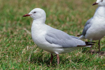 Fototapeta premium Seagulls