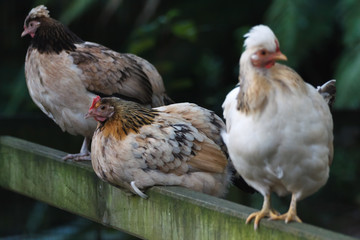 Three hens