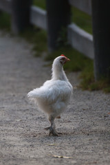 White hen