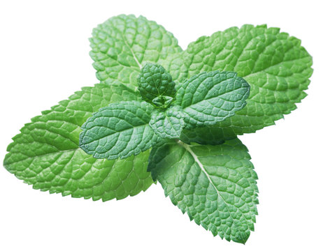 Spearmint or mint on white background. Top view.