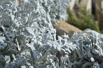 White plants with texture