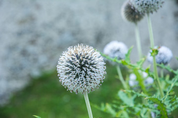 White ball plant