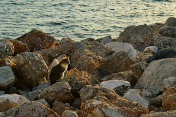 Fototapeta na wymiar Cat at the rocks near the ocean