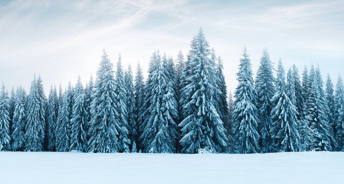 Fantastic winter landscape with snowy trees. Carpathians, Ukraine, Europe