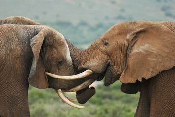 African Elephant, Loxodonta africana, South Africa