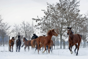 Beautiful Hanoverian racing horses running and standing in the snow