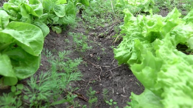 High quality video of organic vegetable plot in real 1080p slow motion 250fps