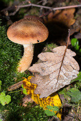 Pilz auf einem orange farbenen Waldboden mit Herbslaub in gelb und braun