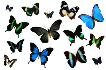 Collection of Multiple Butterflies on the Same Page for Many Illustrative Uses 2