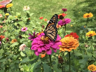 Monarch butterfly feasting on colorful zinnias 
