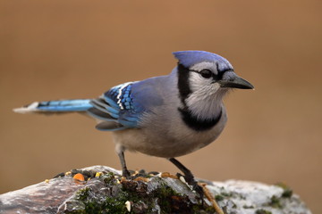 Blue Jay on an Icy Log with Bird Seed