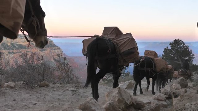 Mules convoy at Grand Canyon with audio
