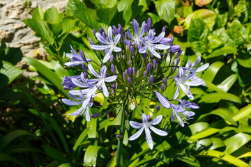 Fototapeta premium Fleurs d'agapanthes violettes