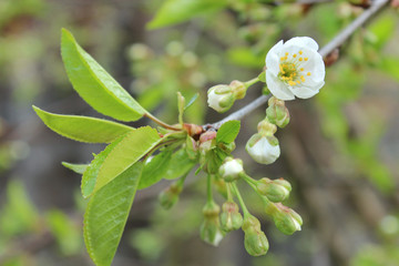 flowers of pink mallow