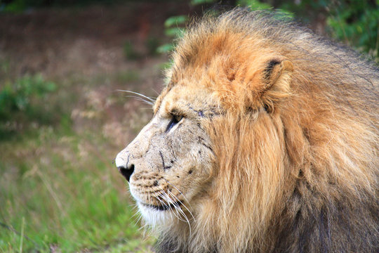 Portrait eines L&ouml;wen