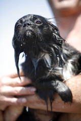 Wet dog after swinming in the sea
