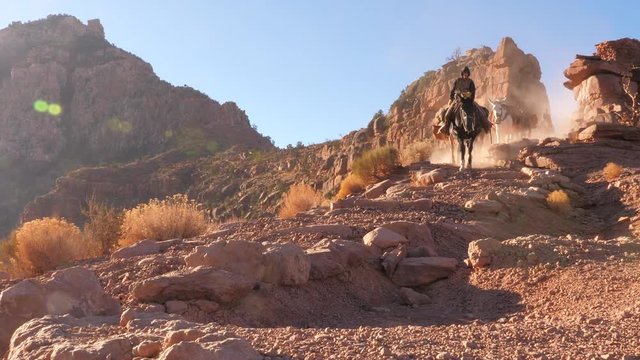 Mules at the Grand Canyon