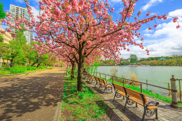Fototapeta premium Ławki wzdłuż stawu Shinobazu w parku Ueno, dużym parku publicznym obok stacji Ueno w centrum Tokio. Ueno Park jest uważany za najlepszy w Tokio pod względem kontemplacji kwitnącej wiśni.
