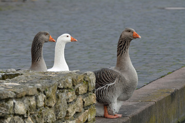 drei gänse stehen am strassenrand © lotharnahler