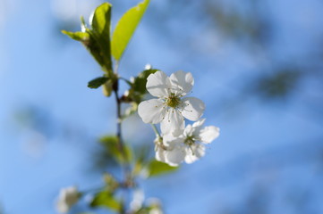 cherry flower branch on blu sky background