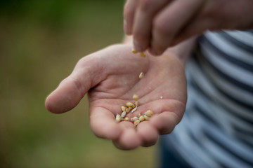Close Up Of Farmer Checking Wheat Crop In Field