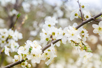 Fototapeta na wymiar Branches of a white delicate cherry blossom in spring