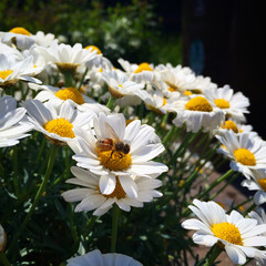 Obraz premium Bee on daisy