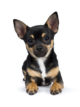 black chiwawa dog laying looking straight in to the lens isolated on white background