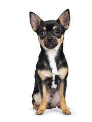 black chiwawa dog sitting straight in front of the camera looking in the lens isolated on white background