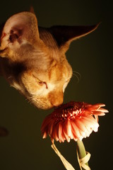 devon rex © Patrycja