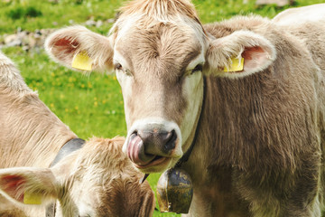 portrait of mountain cow licking his nose