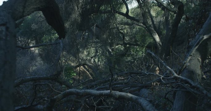Push in On Creepy Woods shot on Red