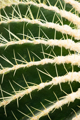 Golden Barrel Cactus close-up