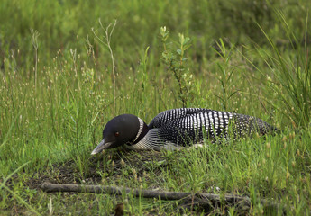 loon on nest