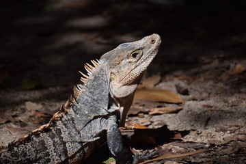 Black Iguana in Costa Rica