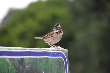 Rufus-collared Sparrow, La Fortuna, Costa Rica
