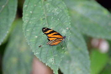 Fototapeta na wymiar Butterfly, Costa Rica