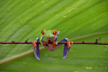 Red-eyed Tree Frog, Costa Rica