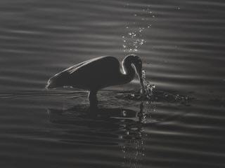Garça-branca-pequena - Egretta garzetta