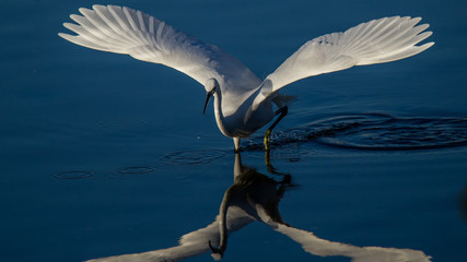 Garça-branca-pequena - Egretta garzetta