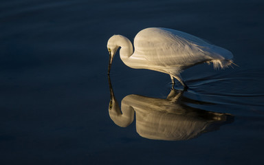 Garça-branca-pequena - Egretta garzetta