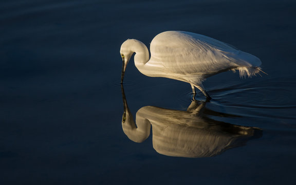 Gar&ccedil;a-branca-pequena - Egretta garzetta