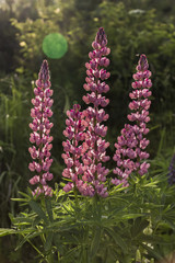 Lupinus, commonly known as lupin or lupine
