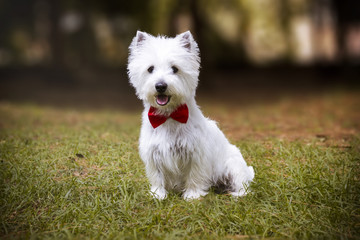 westie
