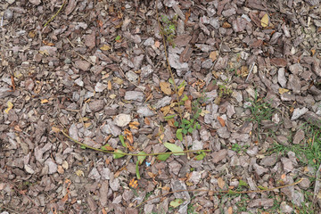 Ground 