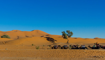 Fototapeta na wymiar camellos sahara