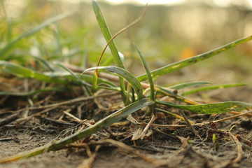 Close up grass