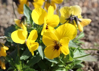Fototapeta na wymiar Yellow pansy flower